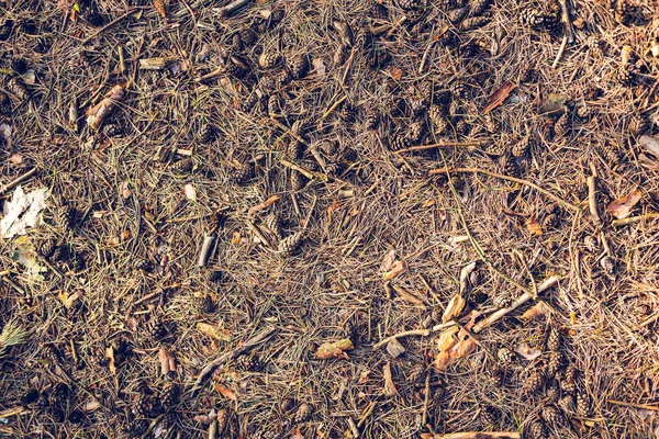 Cônes et brindilles de pin sur le sol forestier — Photo