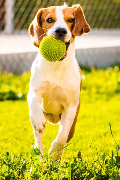 Beagle dog jumping and running with a ball — Stock Photo, Image