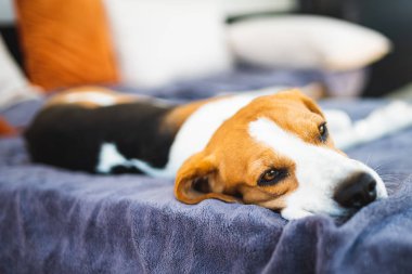 Yaz güneşinden saklanan bahçe kanepesinde gölgede yatan Beagle köpeği