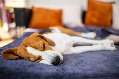 Yaz güneşinden saklanan bahçe kanepesinde gölgede yatan Beagle köpeği