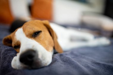 Yaz güneşinden saklanan bahçe kanepesinde gölgede yatan Beagle köpeği