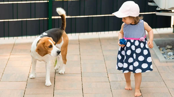 Linda niña junto con el perro beagle en el jardín en el día de verano. — Foto de Stock