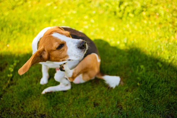 Beagle perro arañándose en el jardín, concepto de fiebre de la piel — Foto de Stock