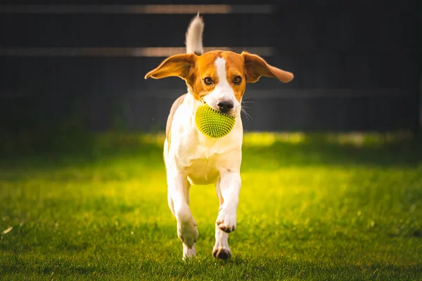 Beagle dog fun in garden outdoors run and jump with ball towards camera — Stock Photo, Image