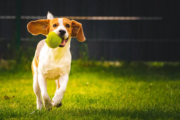 Beagle chien amusant dans le jardin en plein air courir et sauter avec la balle vers la caméra — Photo