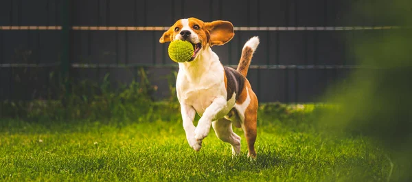 Beagle perro divertido en el jardín al aire libre correr y saltar con la pelota hacia la cámara — Foto de Stock
