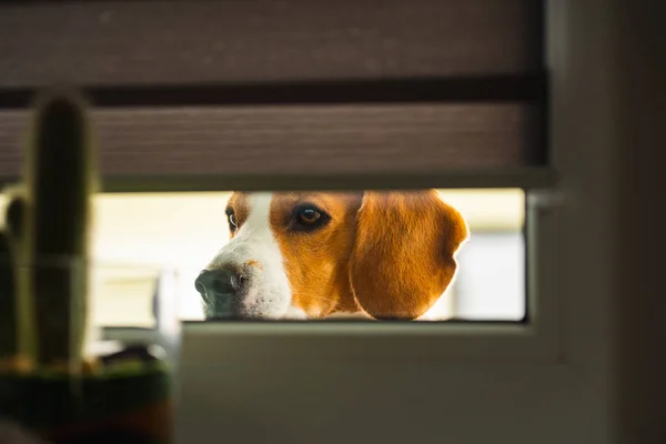 Собака смотрит в дом через окно — стоковое фото