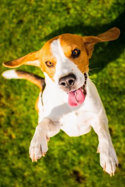 Beagle köpek ağzı açık iki ayak üzerinde atlama.