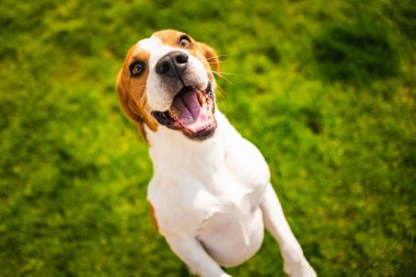 Beagle köpek ağzı açık iki ayak üzerinde atlama.