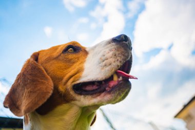 Mavi gökyüzüne karşı beagle köpek kafası portresi