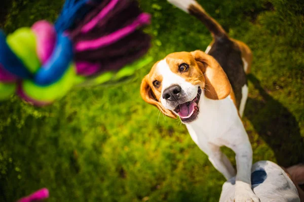 Beagle pes skáče po dvou stopách s otevřenou pusou, aby si mohl vzít hračku — Stock fotografie