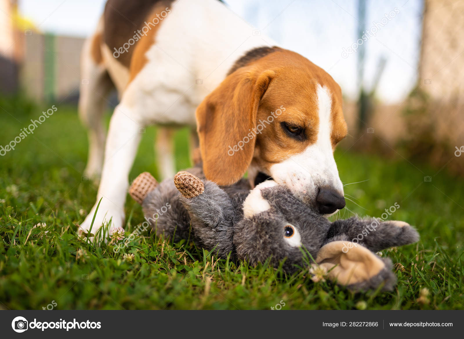 Beagle Rabbit Dog Rabbit Woodpont Beagles 100 Top Beagle Kennels Store