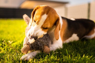 Dolgun oyuncak tavşanlı köpek yazın bahçede