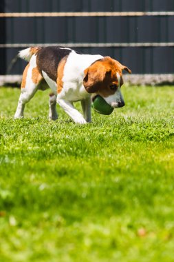 Bahçede Beagle köpek eğlenceli açık havada çalıştırın