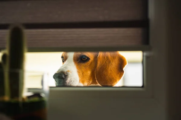 Dog looking inside house through the window