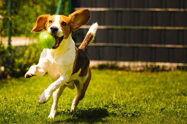 Anjing pelacak bersenang-senang di taman di luar ruangan berlari dan melompat dengan bola ke arah kamera — Stok Foto