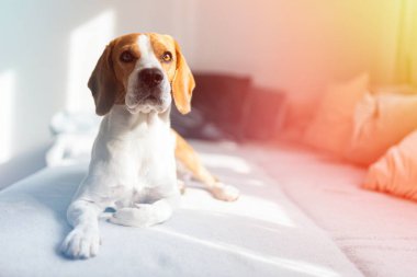 Beagle parlak odada kanepede yatan ve bekliyor