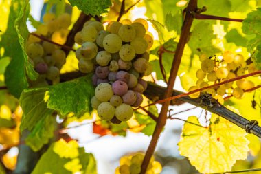 Olgun Steiermark Aus önce bir ürün üzerinde beyaz boşluklar Demet