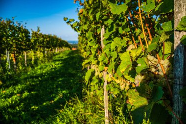 Olgun Steiermark Aus önce bir ürün üzerinde beyaz boşluklar Demet