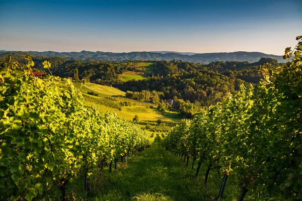 Áustria Vinhedos Sulztal wine street area south Styria, wine c — Fotografia de Stock