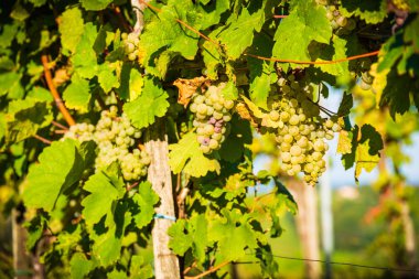 Olgun Steiermark Aus önce bir ürün üzerinde beyaz boşluklar Demet