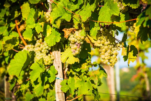 Bos van witte Gapes op een gewas voor rijp Stiermarken Steiermark Aus — Stockfoto