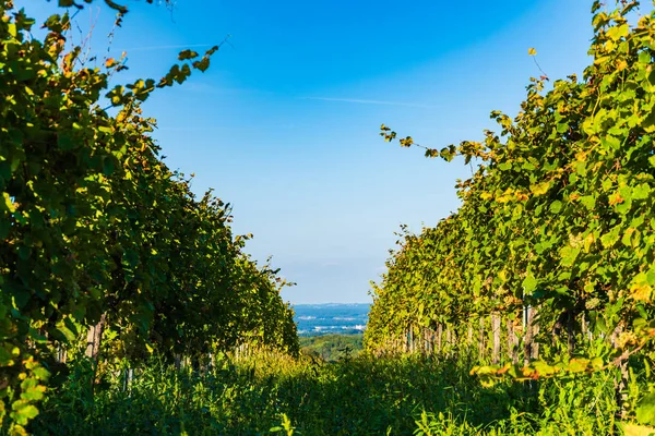 Rakouská vinice Sulztal vinařské ulice Jižní Štýrsko, víno c — Stock fotografie