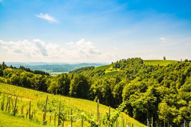 Avusturya'da güney styria üzüm bağları. Kogelberg'den Leibnitz bölgesinin manzarası.