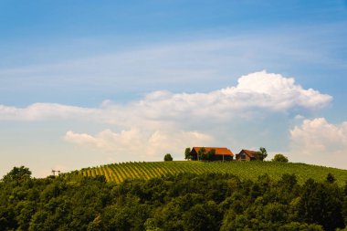 Avusturya'da güney styria üzüm bağları. Kogelberg'den Leibnitz bölgesinin manzarası.