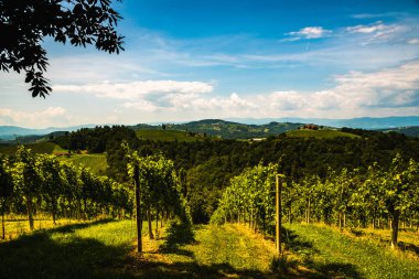 Avusturya'da güney styria üzüm bağları. Kogelberg'den Leibnitz bölgesinin manzarası.