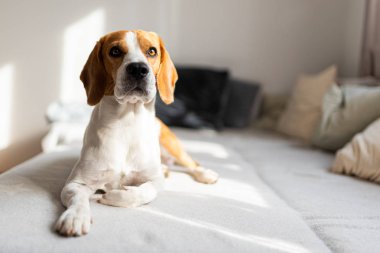 Parlak odada bir kanepede yatan köpek.