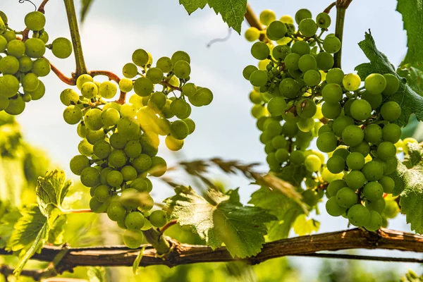Vignobles en styrie du sud en Autriche. Paysage de la région de Leibnitz Cultures de raisins en Juillet . — Photo