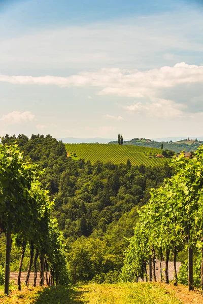 Rakouská vinice v červenci, Jižní Štýrsko Leibnitz. — Stock fotografie