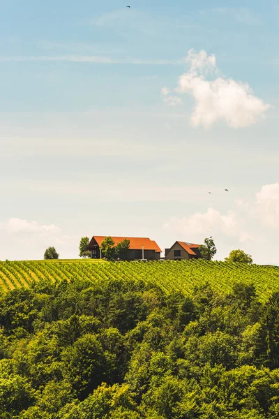 Viña austriaca en julio, zona sur de Leibnitz . — Foto de Stock