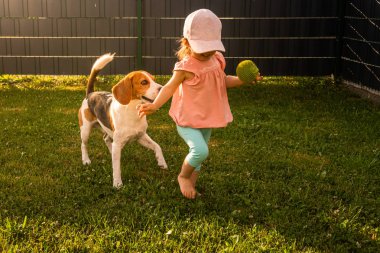Genç 12-18 ay beyaz kız bebek bahçede beagle köpek ile oynuyor.