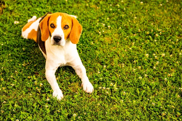 Beagle hund på gräs i sol bakgrund, kopiera utrymme — Stockfoto