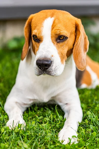 Beagle perro en la hierba en el sol. Día soleado de verano —  Fotos de Stock