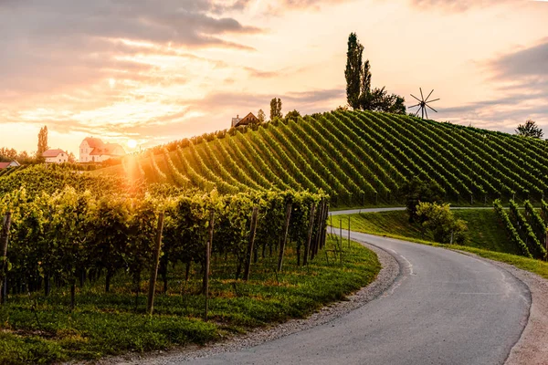 Camino de asfalto que conduce a través del lado del país de los viñedos del sur de Austria — Foto de Stock