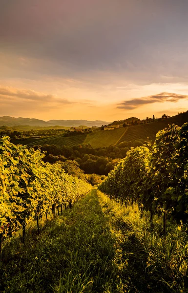 Regione vinicola Vigneti in Austria, Stiria meridionale. Tramonto paesaggistico. Colline d'uva foto verticale — Foto Stock