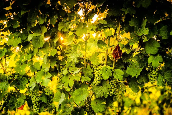 Виноград в июле растет на урожай в Штирии Австрия . — стоковое фото