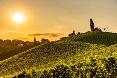 Yaz aylarında günbatımı güneşte bağ alanları.