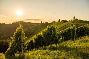 Yaz aylarında gün batımı güneşinde Güney Styria Vineyard alanlarına bakın. Turizm.