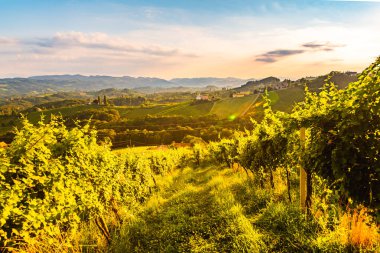 Yaz aylarında gün batımı güneşinde Güney Styria Vineyard alanlarına bakın. Turizm.