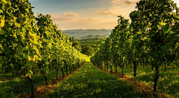 Vista en South Styria Campos de viña en el sol de la puesta del sol en verano. Destino turístico . — Foto de Stock