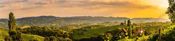 Panorama Vista al sur de Estiria Campos de viñedo en el sol del atardecer en verano. Destino turístico . — Foto de Stock