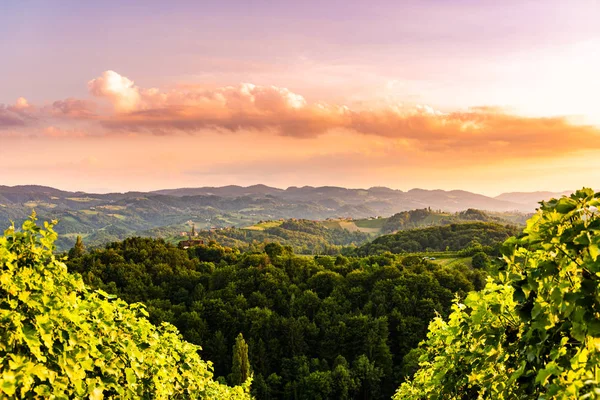 Vigneti in Slovenia vicino al confine con l'Austria Stiria meridionale . — Foto Stock