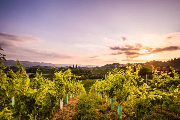 Szlovenia szőlőültetvények, közel a határ Ausztria Dél-Stájerországban. — Stock Fotó