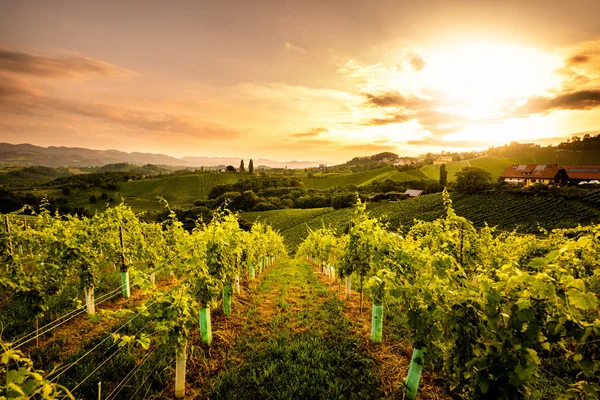 Виноградники Словении недалеко от границы с Австрией . — стоковое фото
