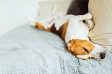Sevimli beagle köpek kanepede uyur. Evcil köpek konsepti.