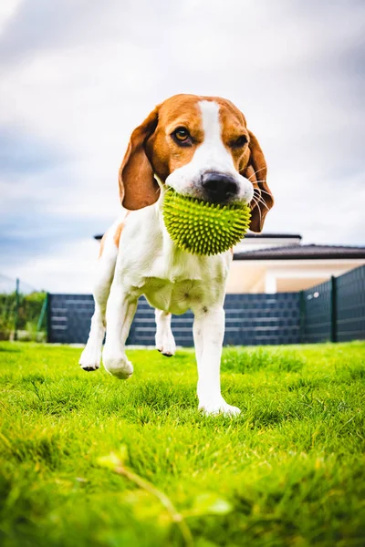 Beagle-Hund läuft mit grünem Ball auf Kamera zu — Stockfoto